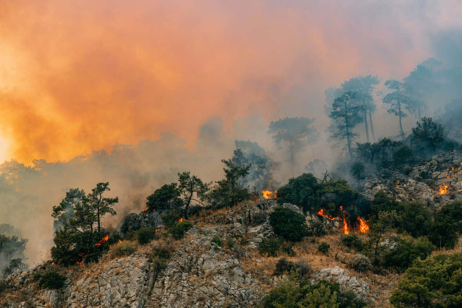 Enskogsbrand Brinner På Ett Berg.
