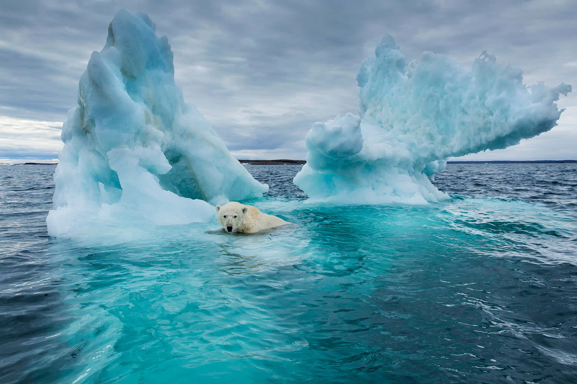 Polarrävari Arktis (assuming You Meant Polar Foxes Instead Of Polar Bears - If You Meant Polar Bears It Would Be 
