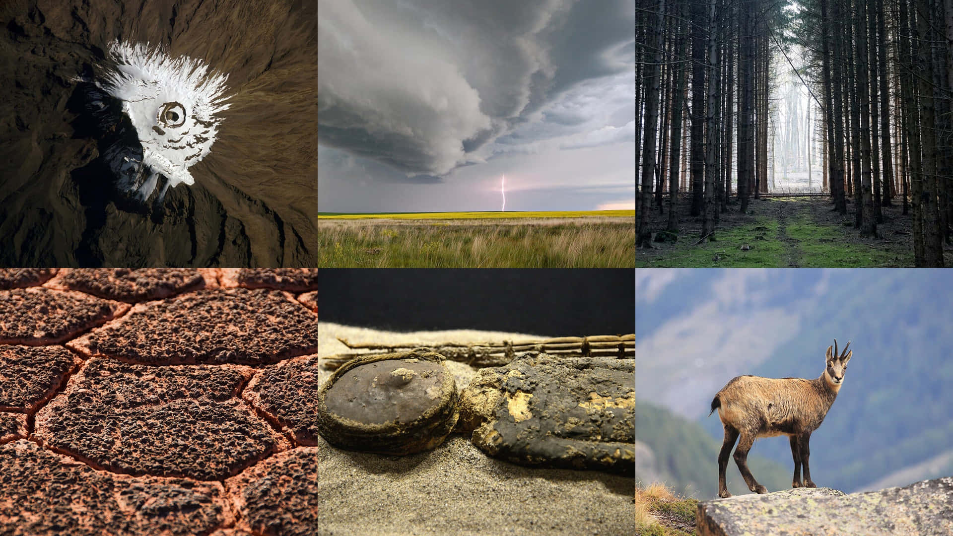 A Collage Of Pictures Of Animals And Nature
