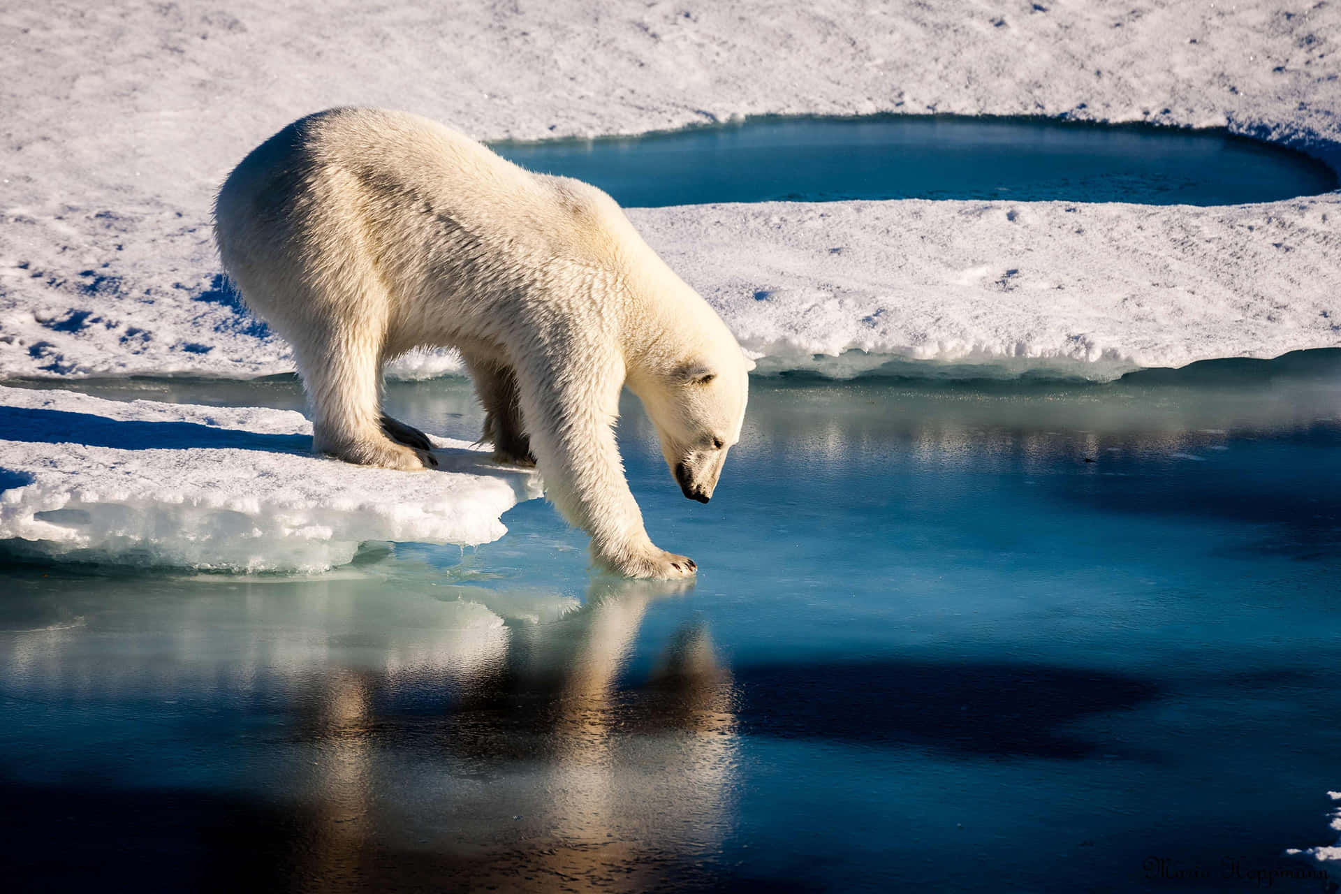 Polar Bear Is Standing On Ice