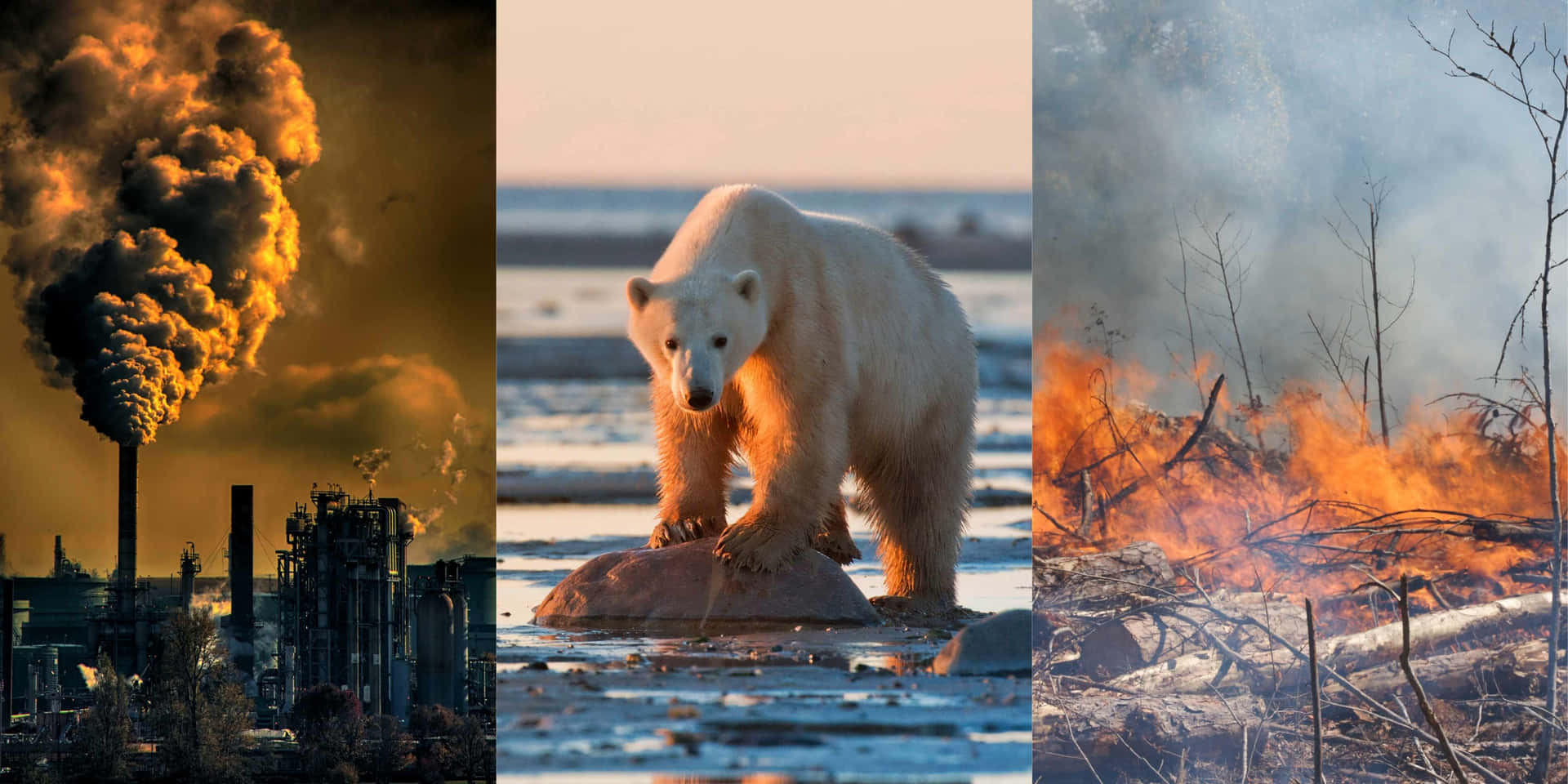 Polar Bears And Smoke From A Fire
