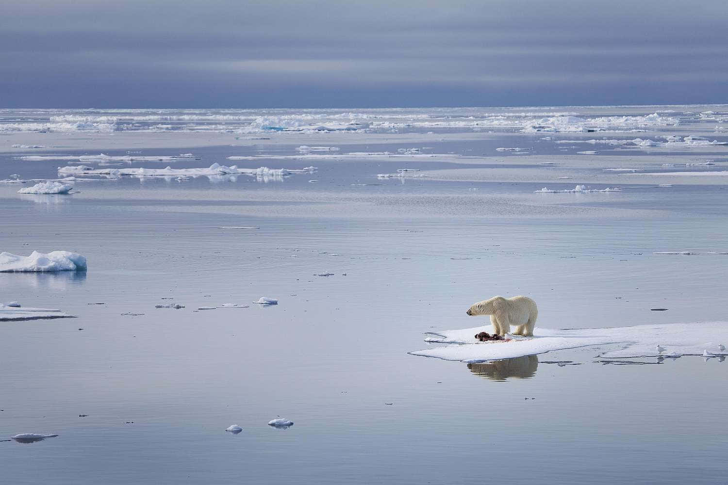 Polar Bears In The Arctic