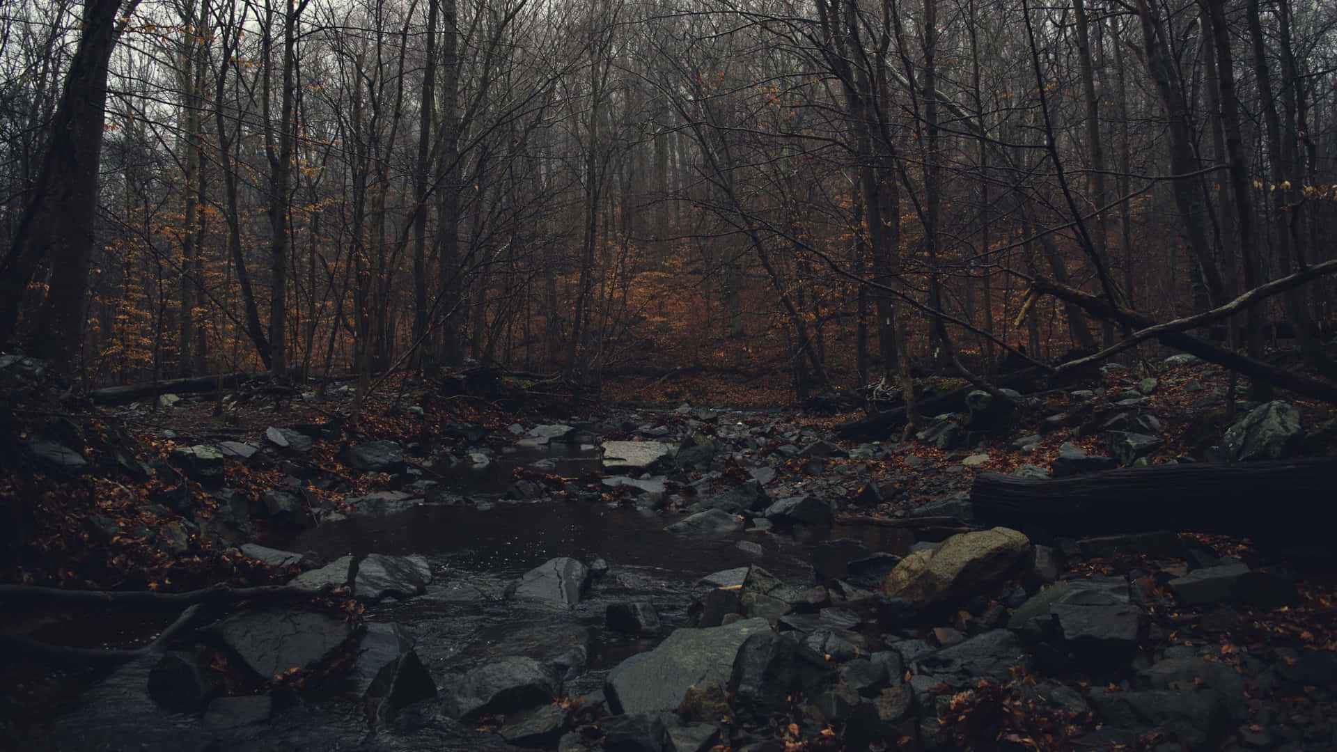 A Stream In The Woods With Rocks And Leaves Wallpaper