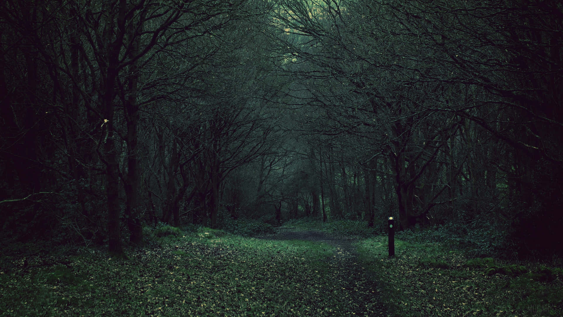 a dark path through the woods Wallpaper