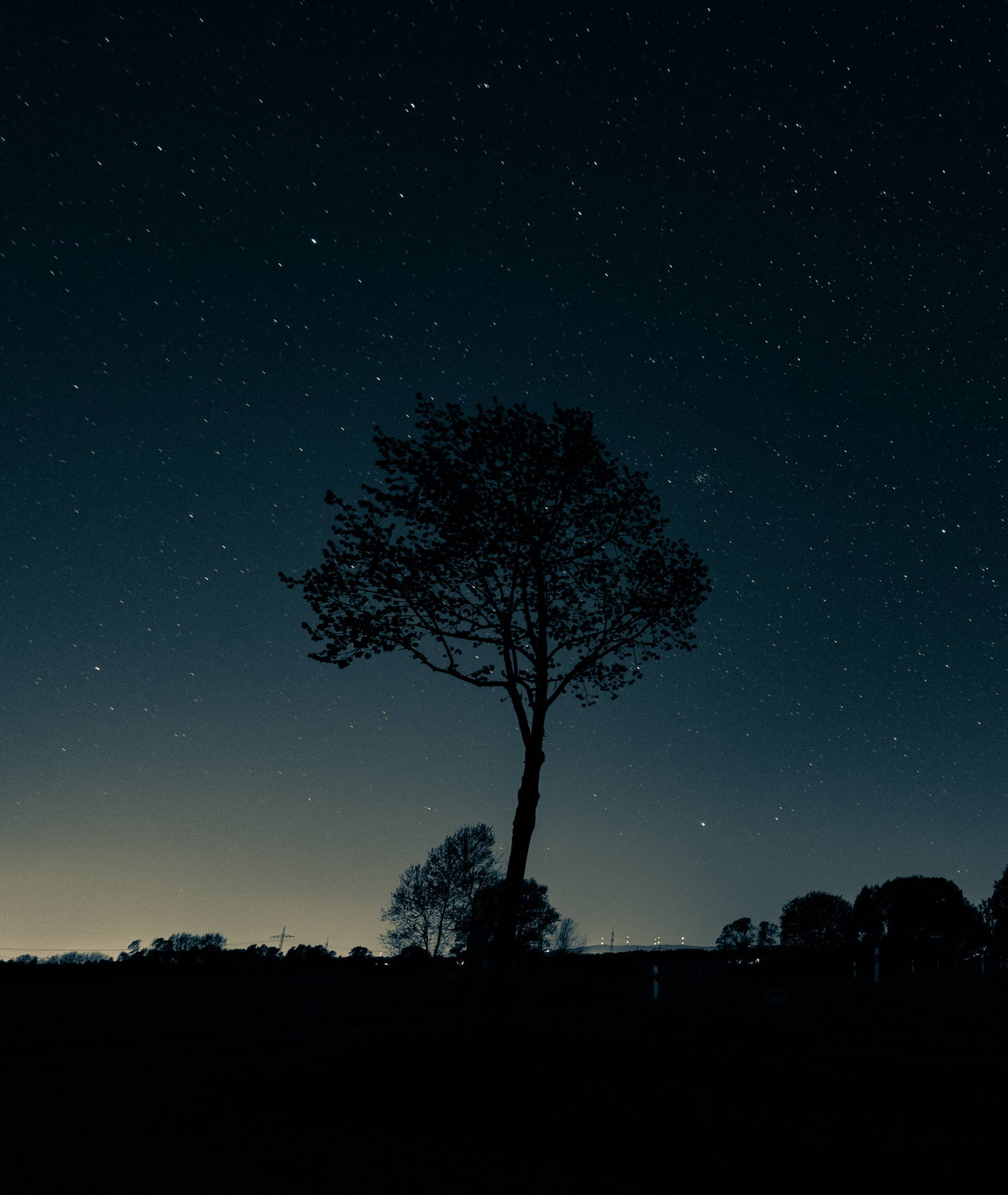 Gloomy Night Tree Picture