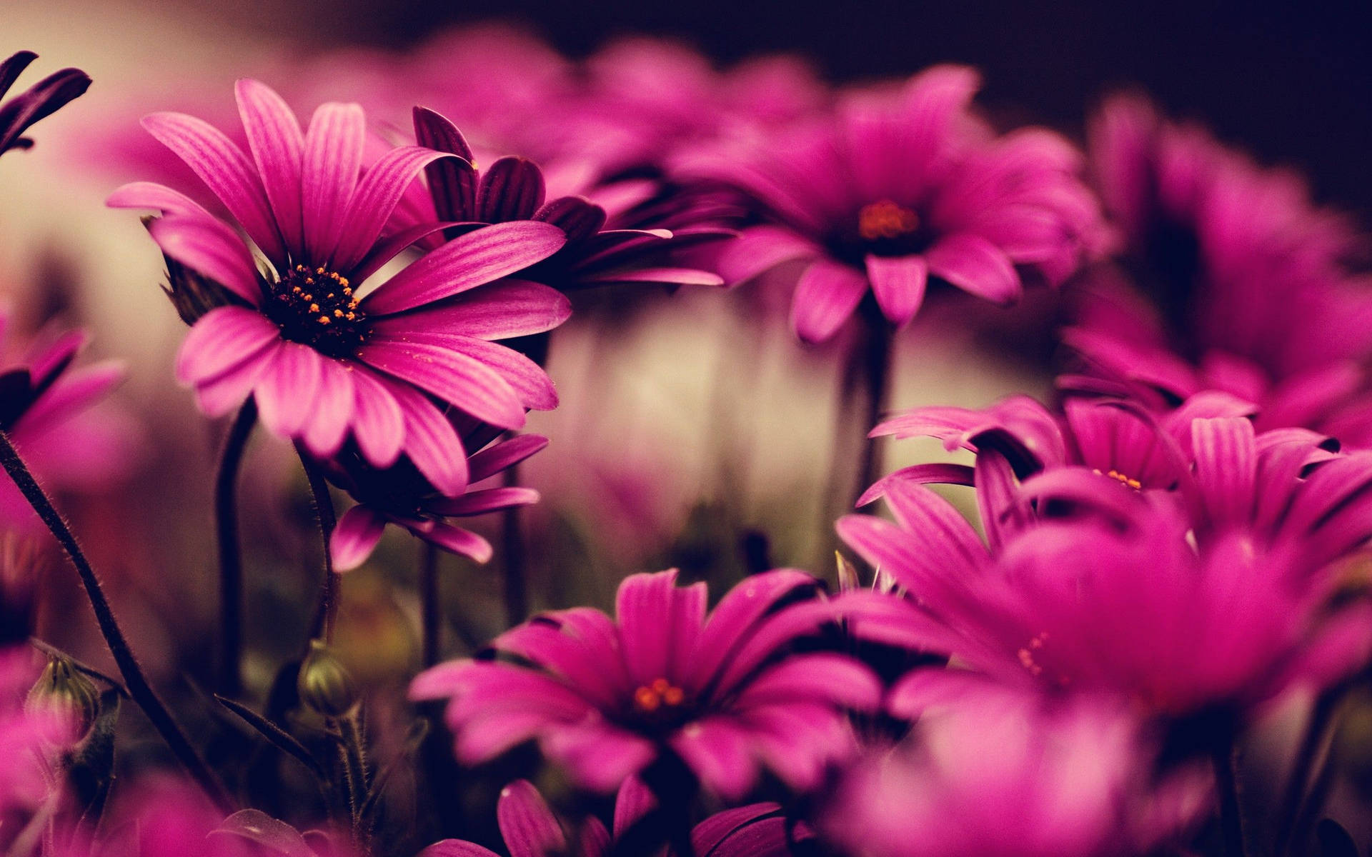 The beauty of a gloomy pink flower Wallpaper