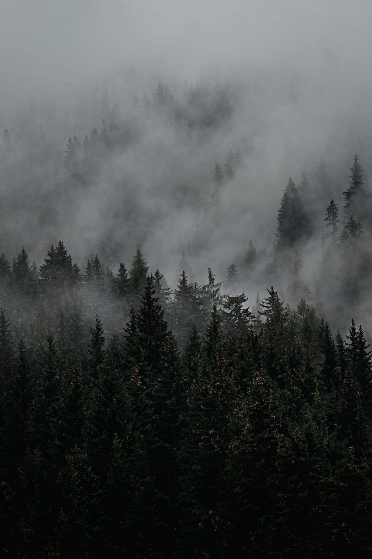A Forest Covered In Fog Wallpaper