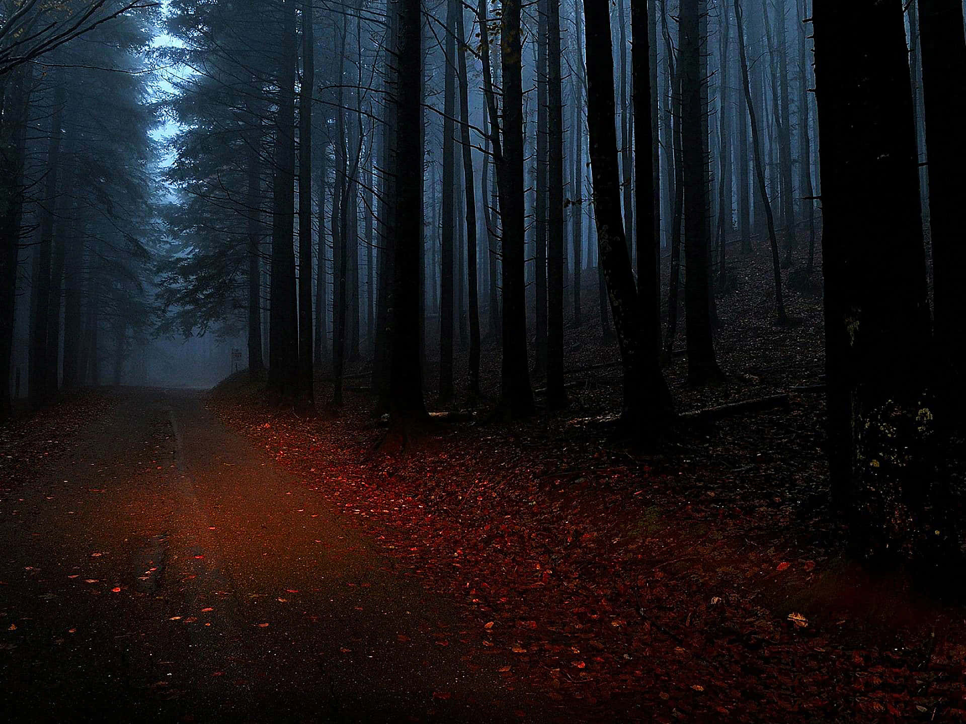 A Dark Road In The Forest Wallpaper
