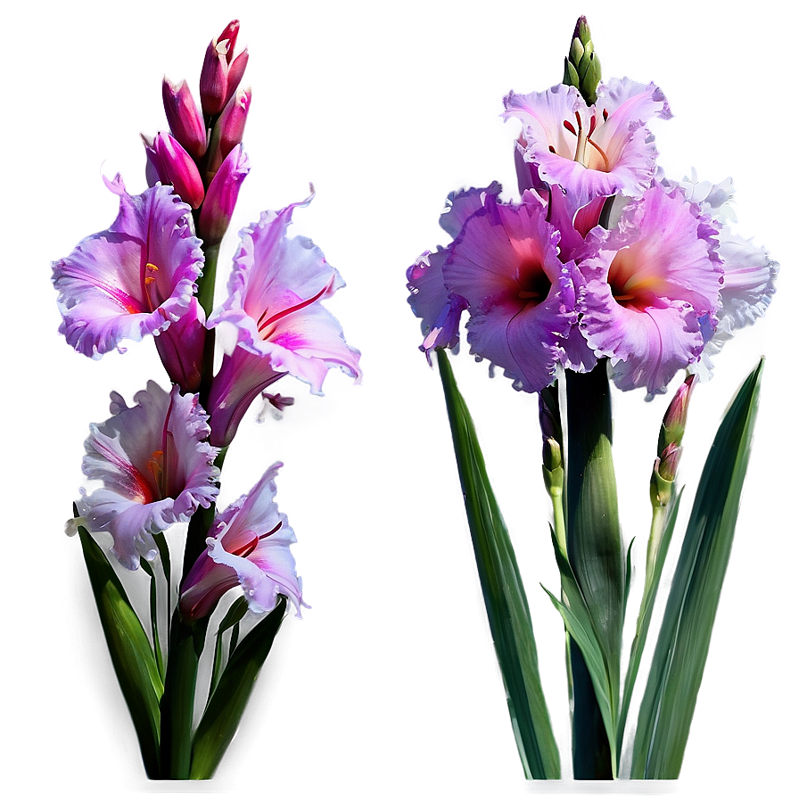 Glorious Gladiolus Png 06252024 PNG