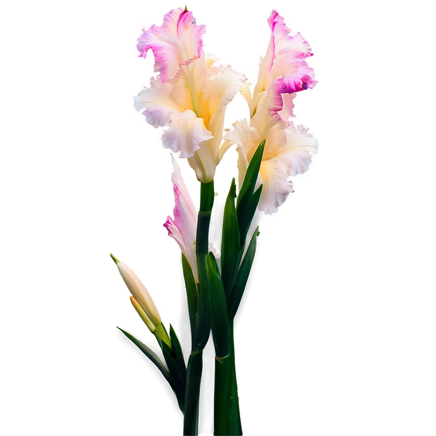 Glorious Gladiolus Png Mji41 PNG