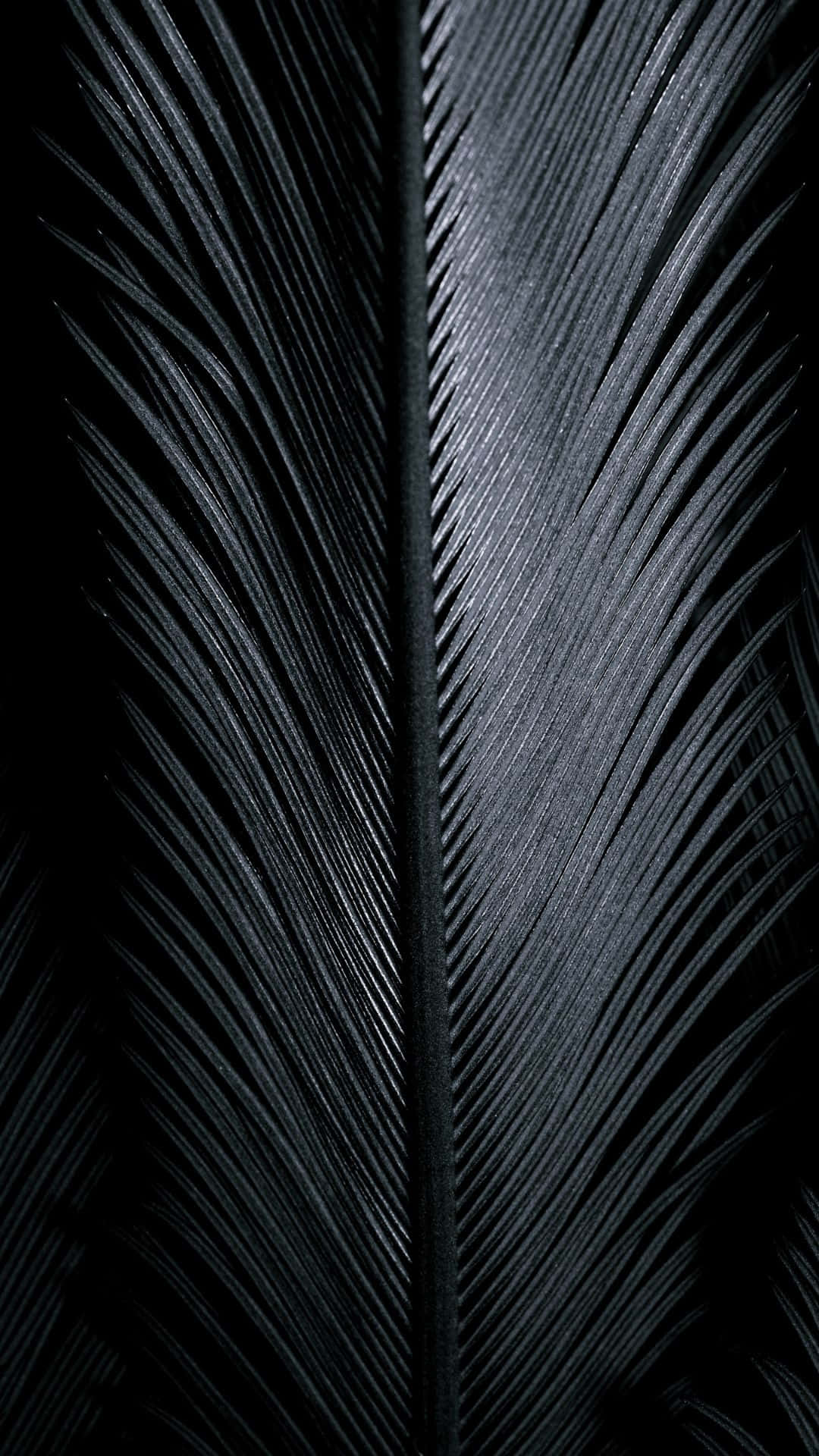 Søde glasur sort fuglefjer mod en blød teal baggrund Wallpaper
