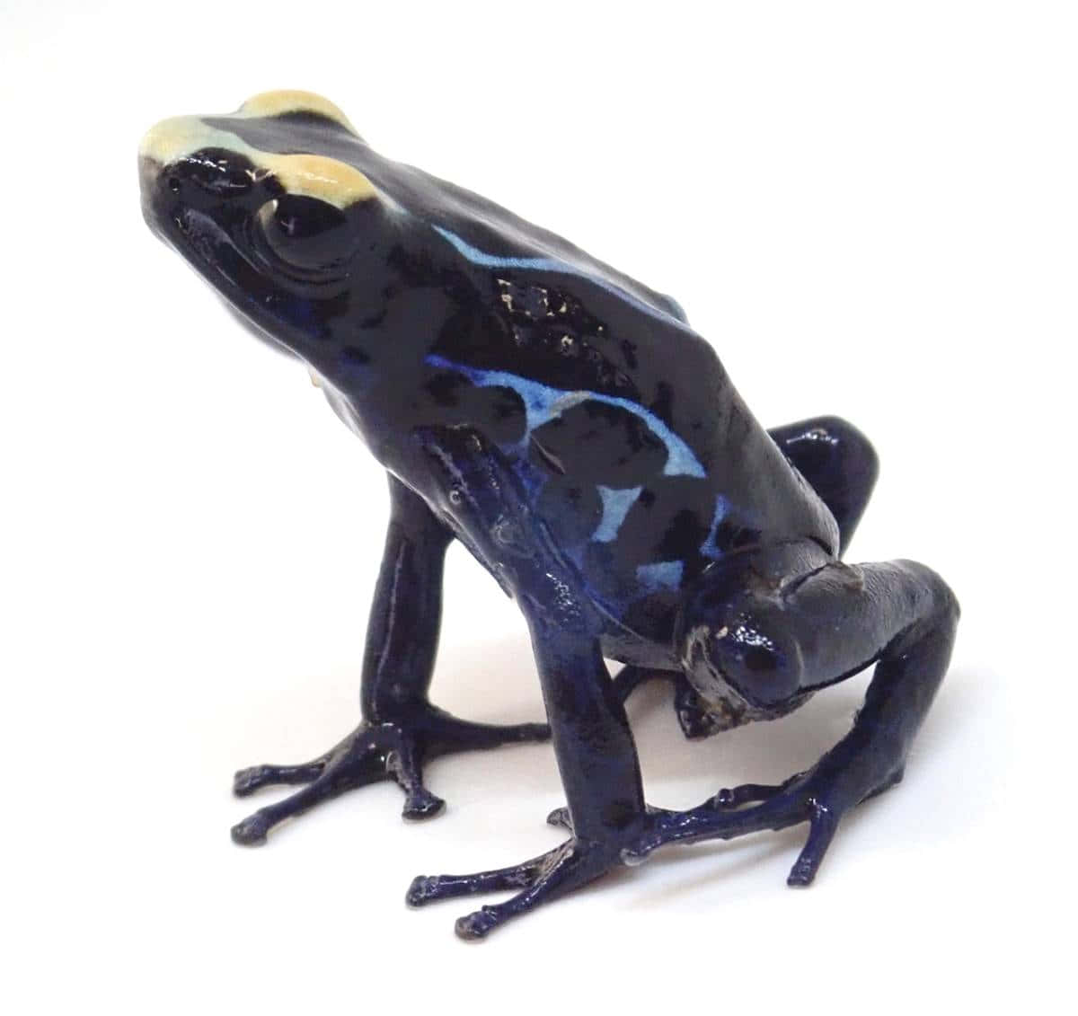 Glossy Black True Frog Side View Wallpaper