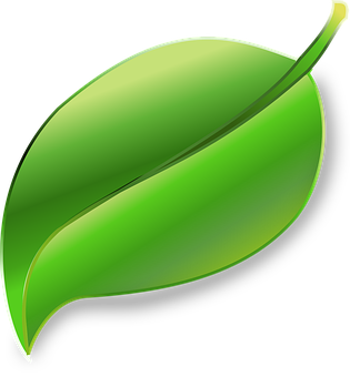 Glossy Green Leaf Graphic PNG
