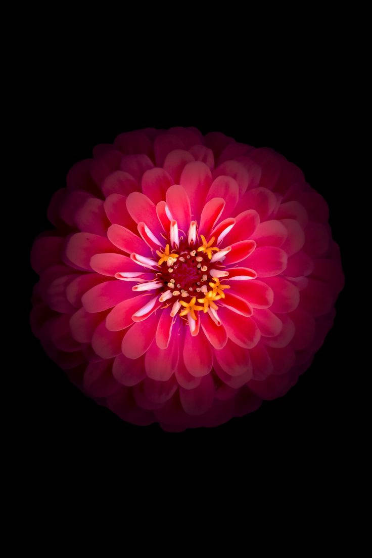 Glowing Ball Dahlia Flower Apple Wallpaper