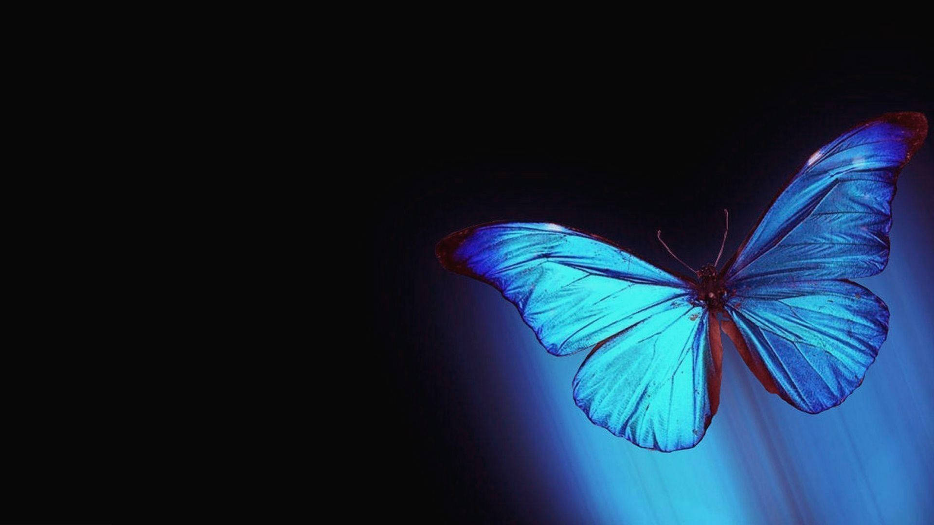 Glowing Blue Butterfly Aesthetic Wallpaper