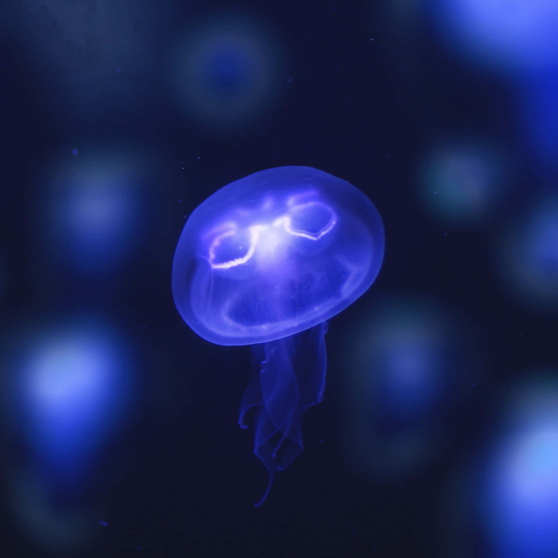 Glowing Blue Jellyfish Underwater Wallpaper