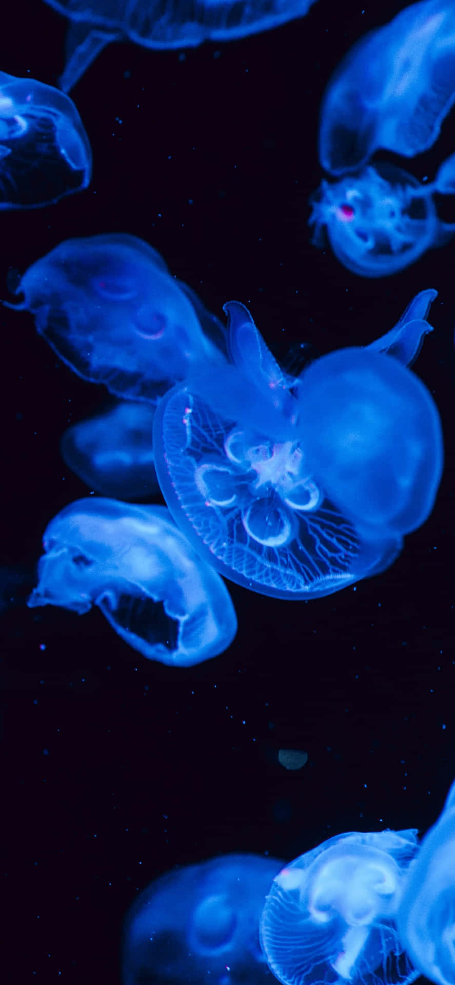 Glowing_ Blue_ Jellyfish_ Underwater Wallpaper