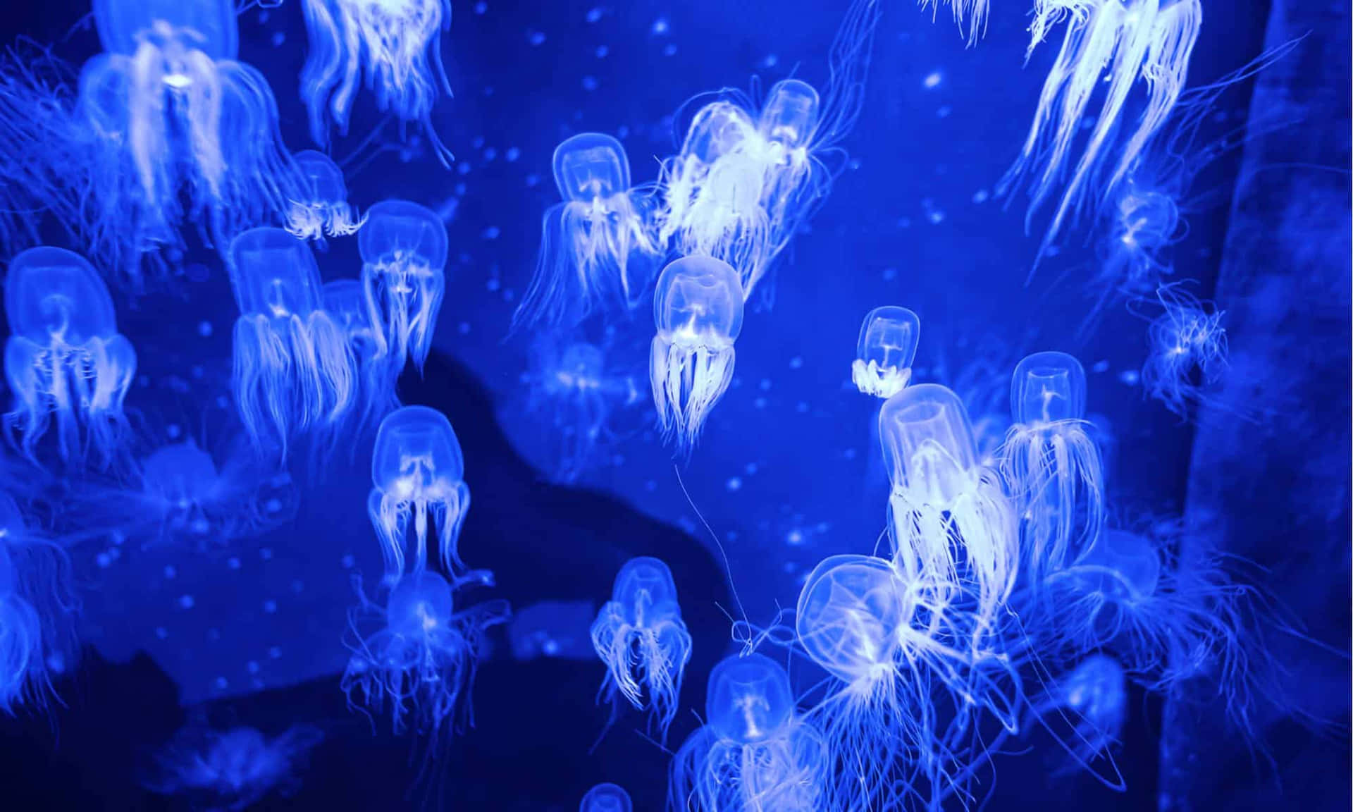 Glowing Box Jellyfish Swarm Wallpaper