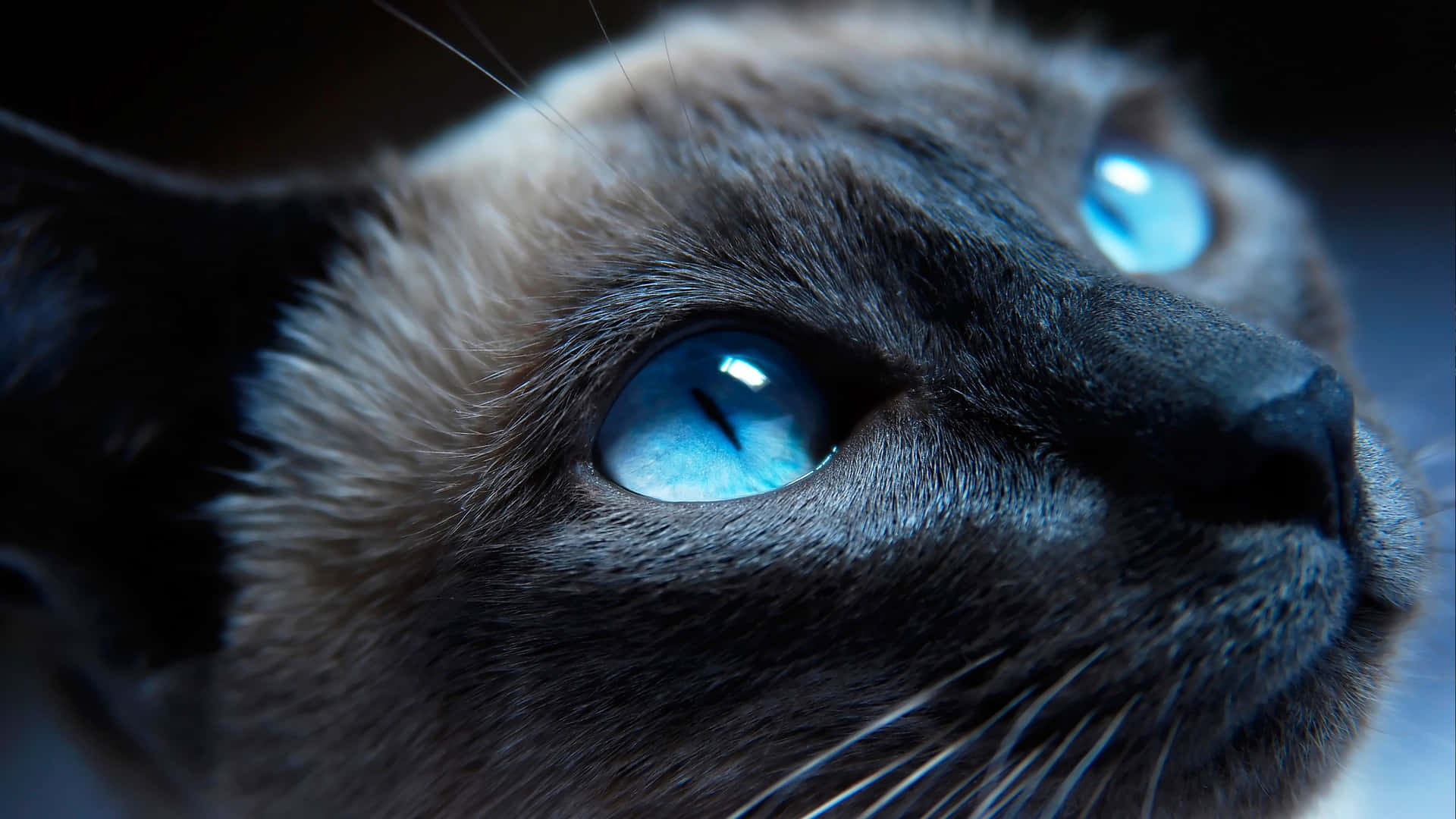 Leuchtendesnahaufnahme Von Einer Katze Mit Blauen Augen. Wallpaper