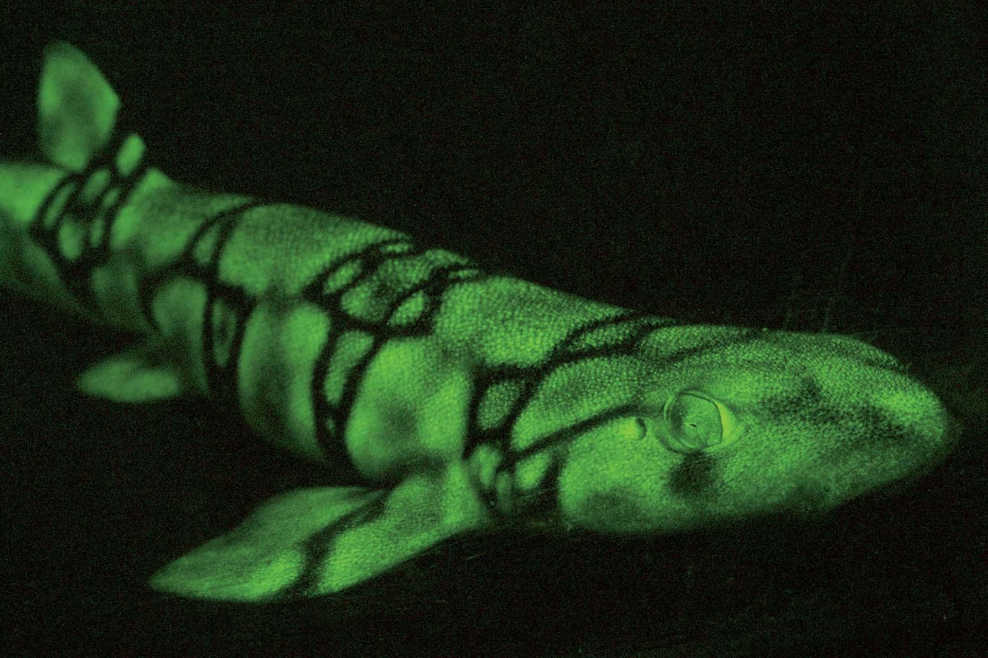 Glowing Cat Shark Underwater Wallpaper
