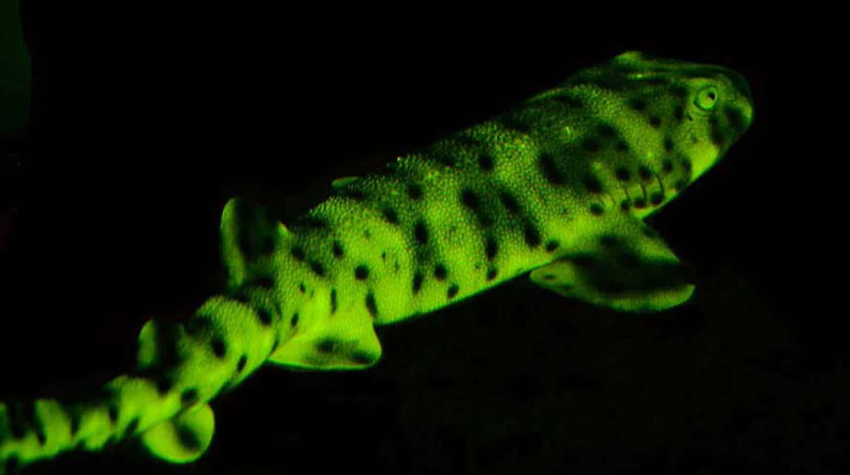 Glowing Cat Sharkin Dark Waters Wallpaper