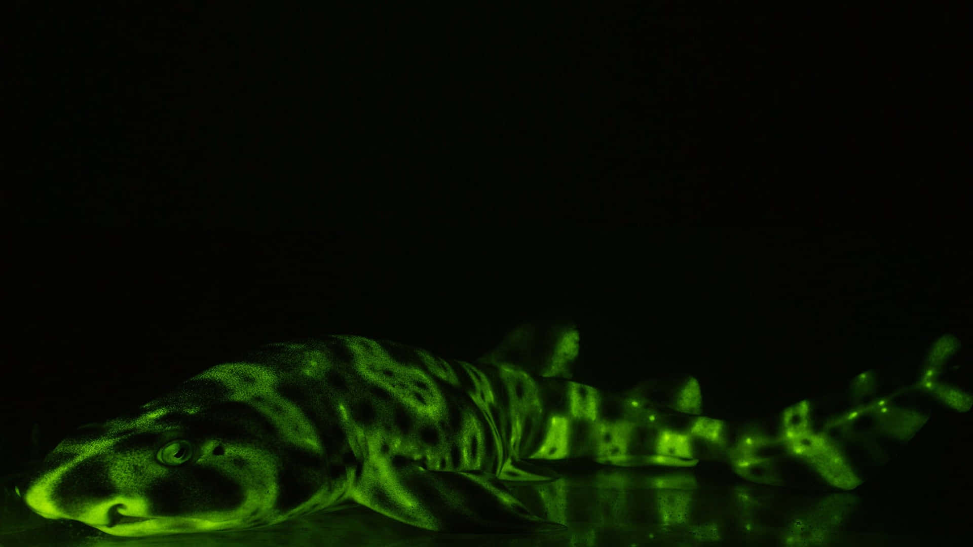 Glowing Cat Sharkin Darkness Wallpaper