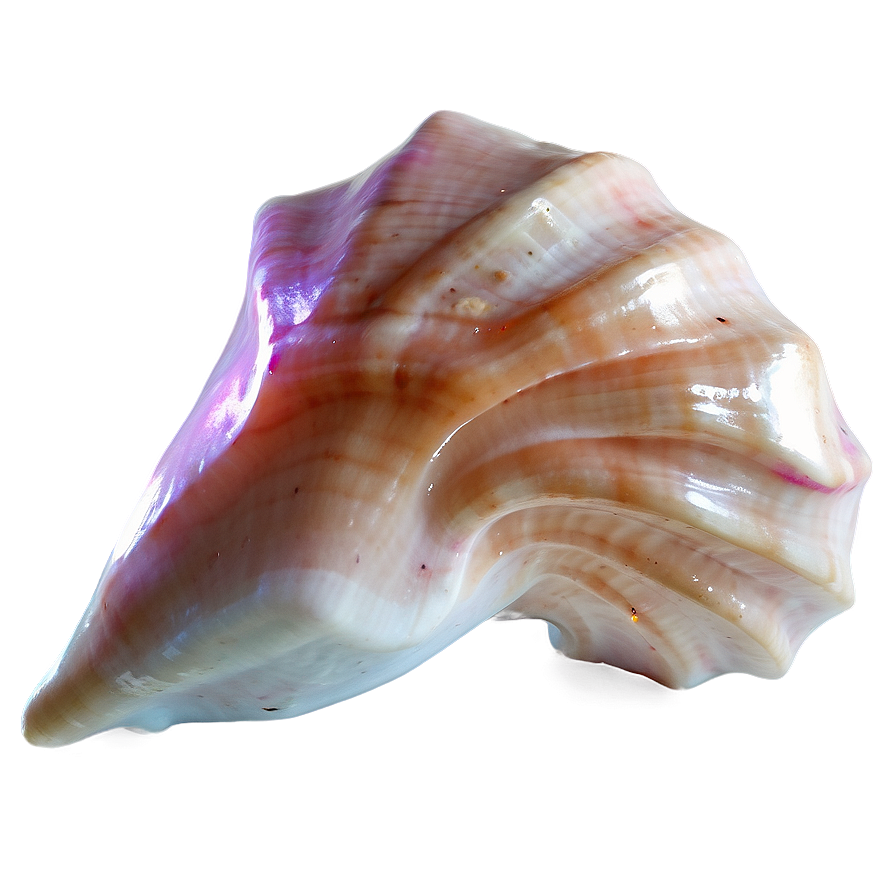 Glowing Conch Shell Effect Png 06132024 PNG