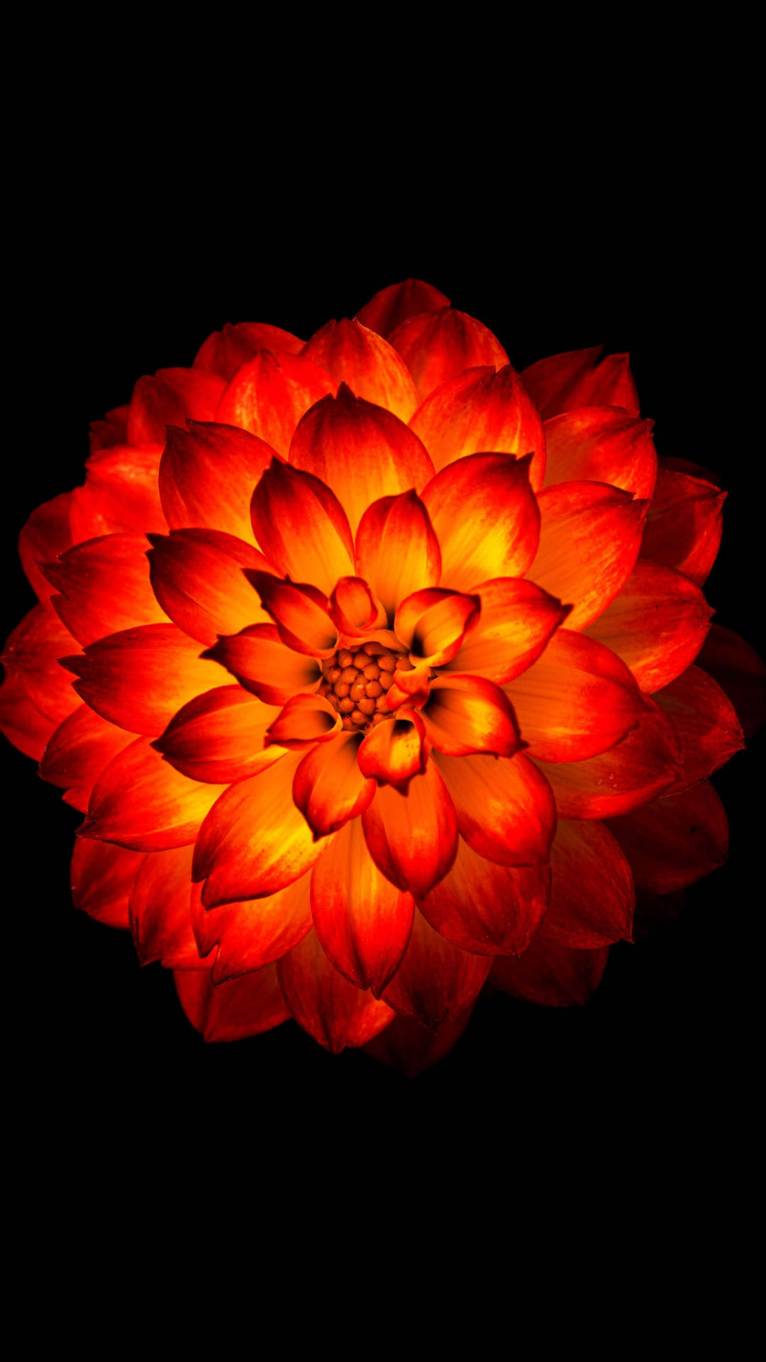 Leuchtenderdahlienblumen Hintergrund Für Das Handy Wallpaper