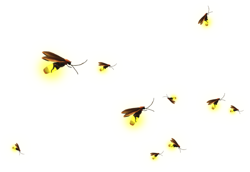 Glowing Fireflies Night Illustration PNG