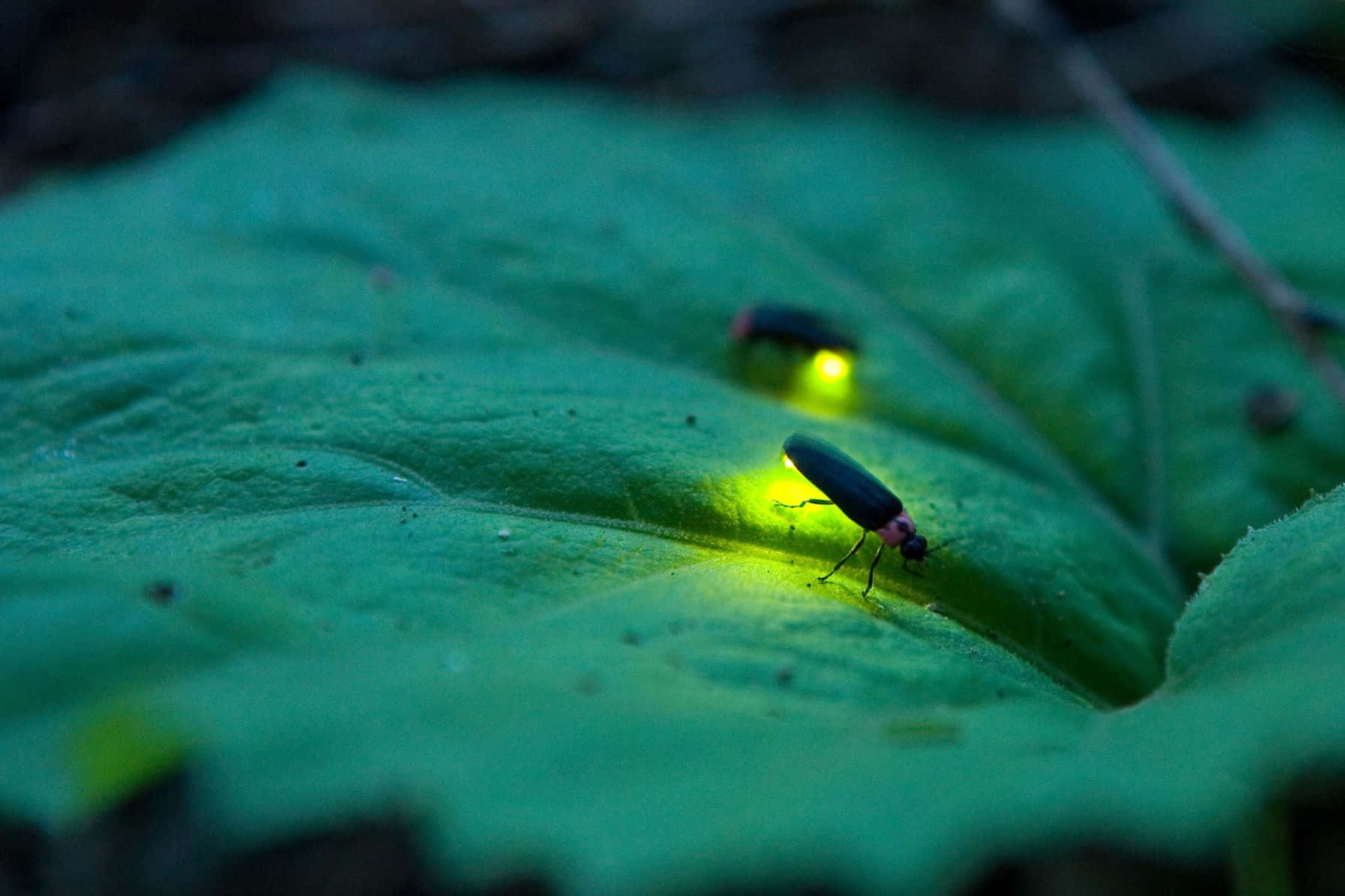 Kumbang Api Bersinar Di Daun Wallpaper