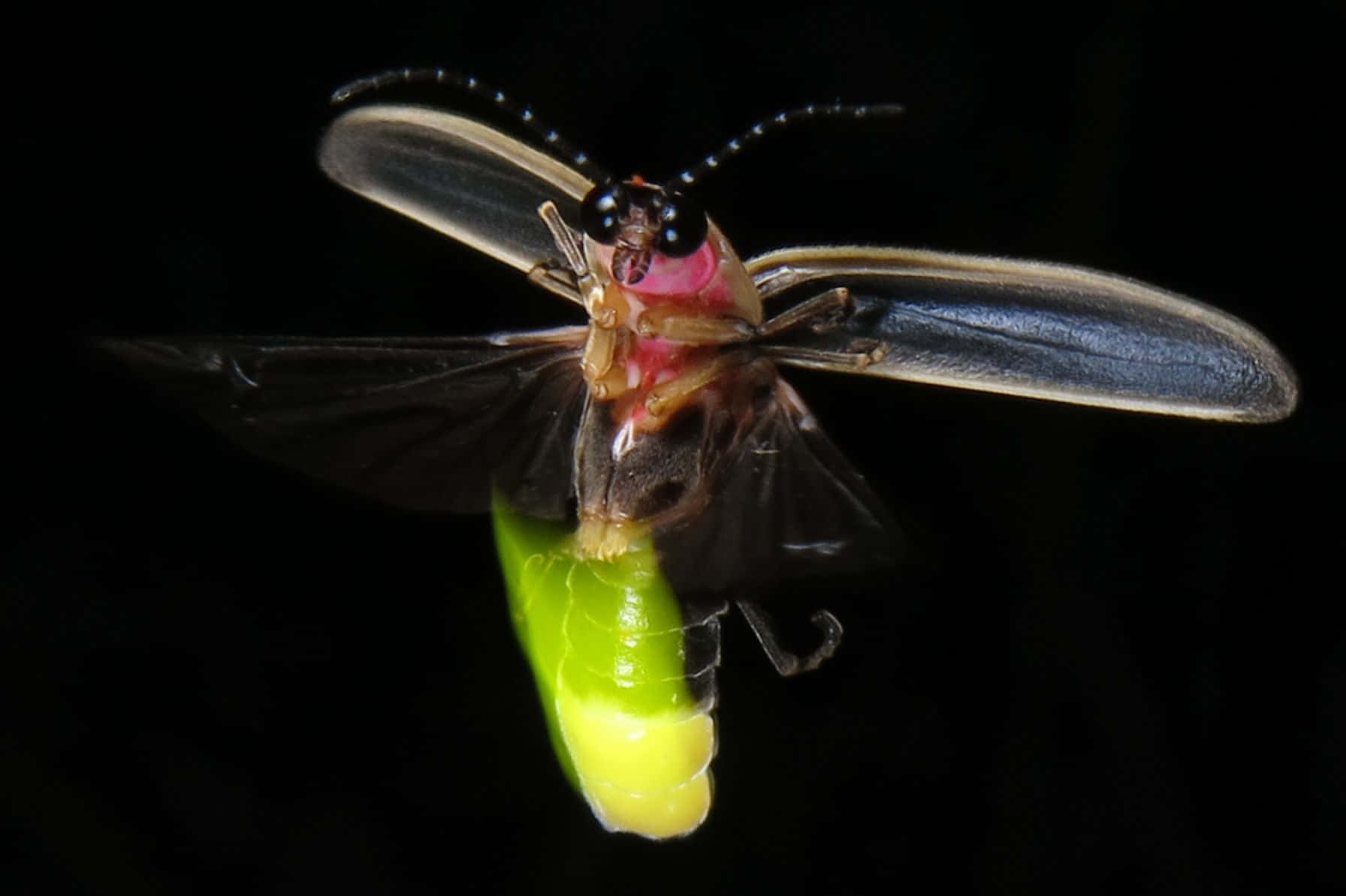 Glowing Firefly In Flight Wallpaper