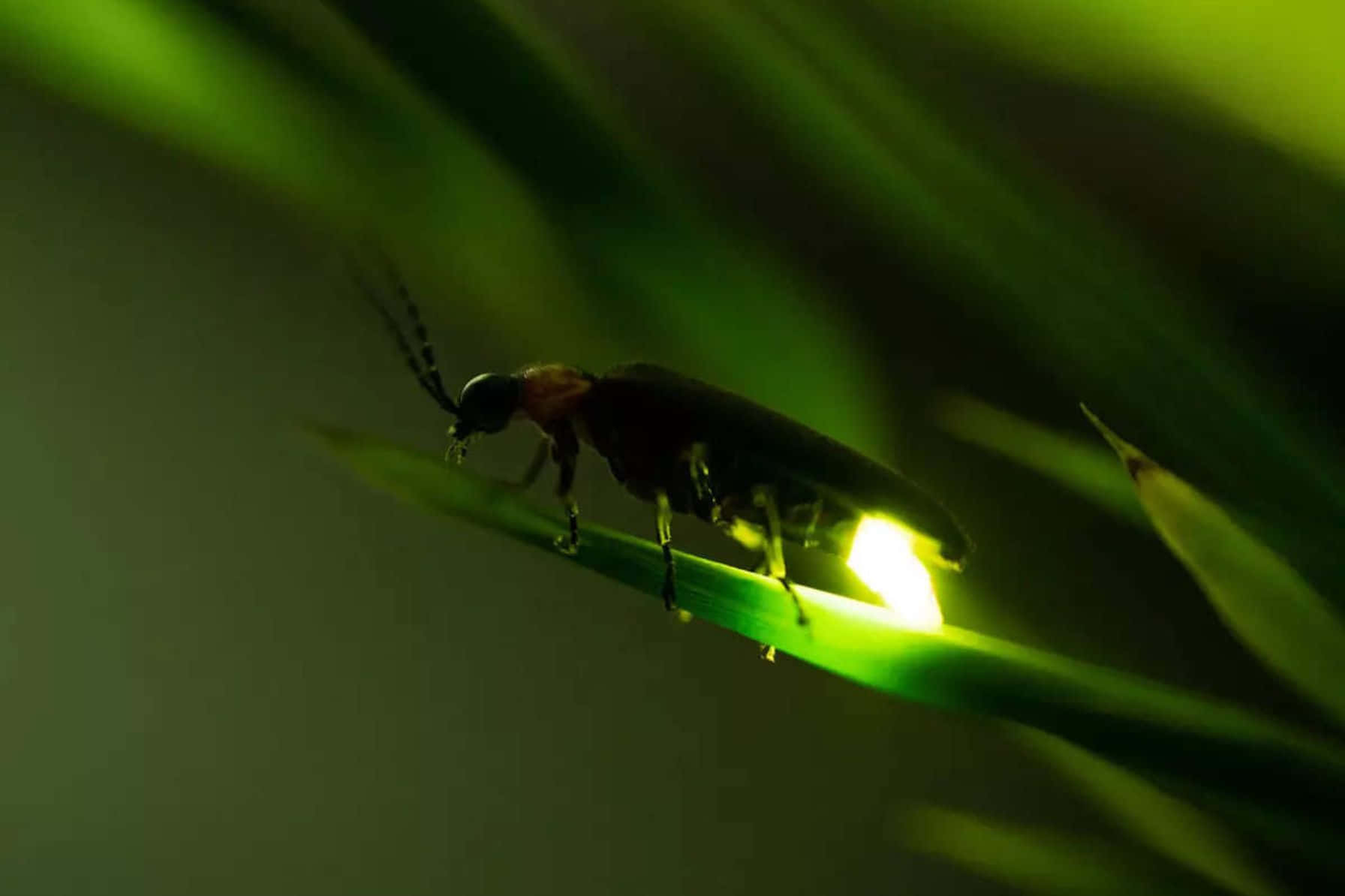 Gloeiende Vuurvlieg Op Blad Achtergrond