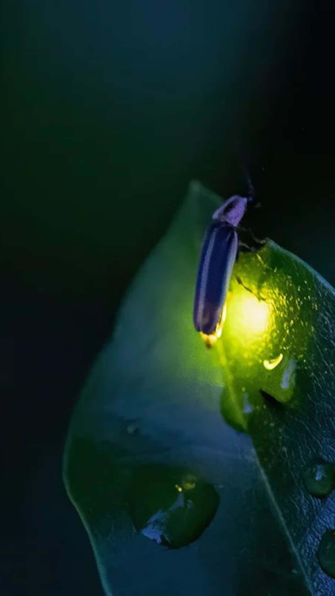 Glanzende Vuurvlieg Op Blad Bij Nacht Achtergrond