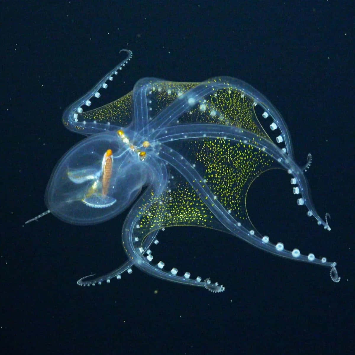 Glowing Glass Squid In Deep Sea Wallpaper