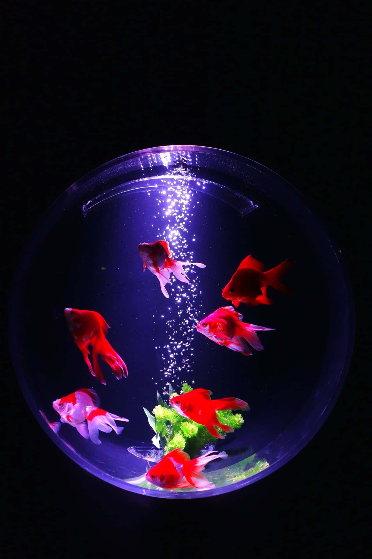 Glowing Goldfish Bowl Aquarium Wallpaper