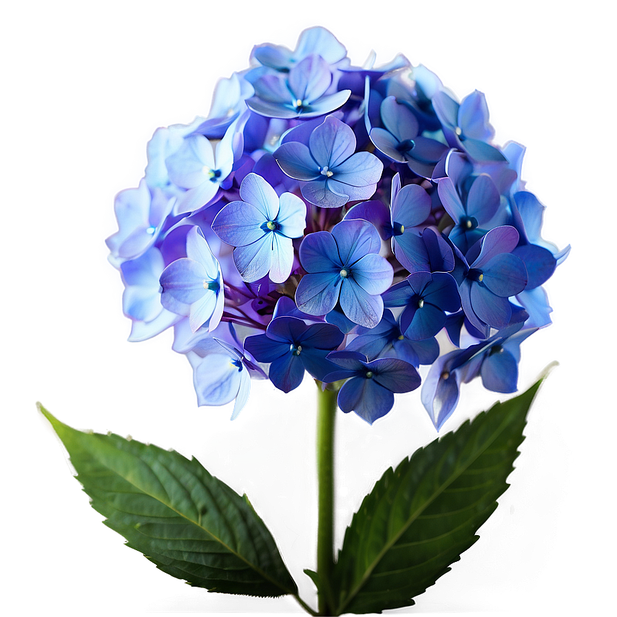 Glowing Hydrangea Png 05242024 PNG