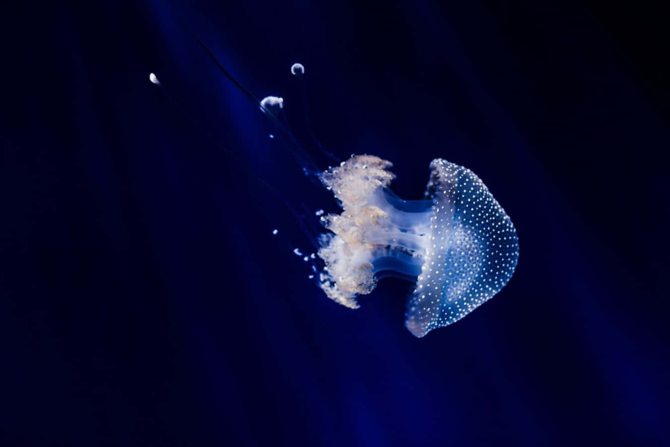 Glowing Jellyfish Deep Blue Sea Wallpaper