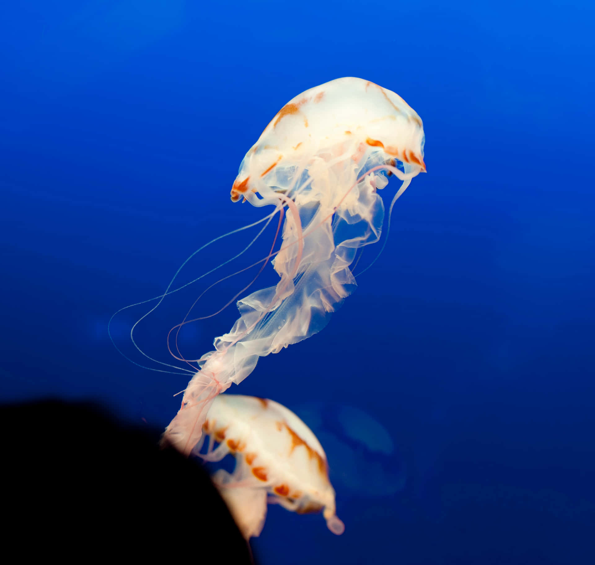 Glowing Jellyfish In The Deep Blue Sea