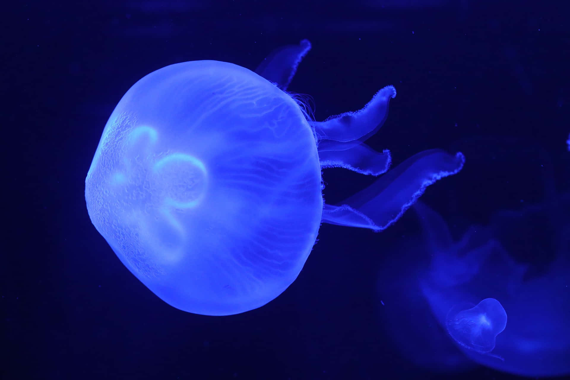 Glowing Jellyfish Underwater Blue Wallpaper