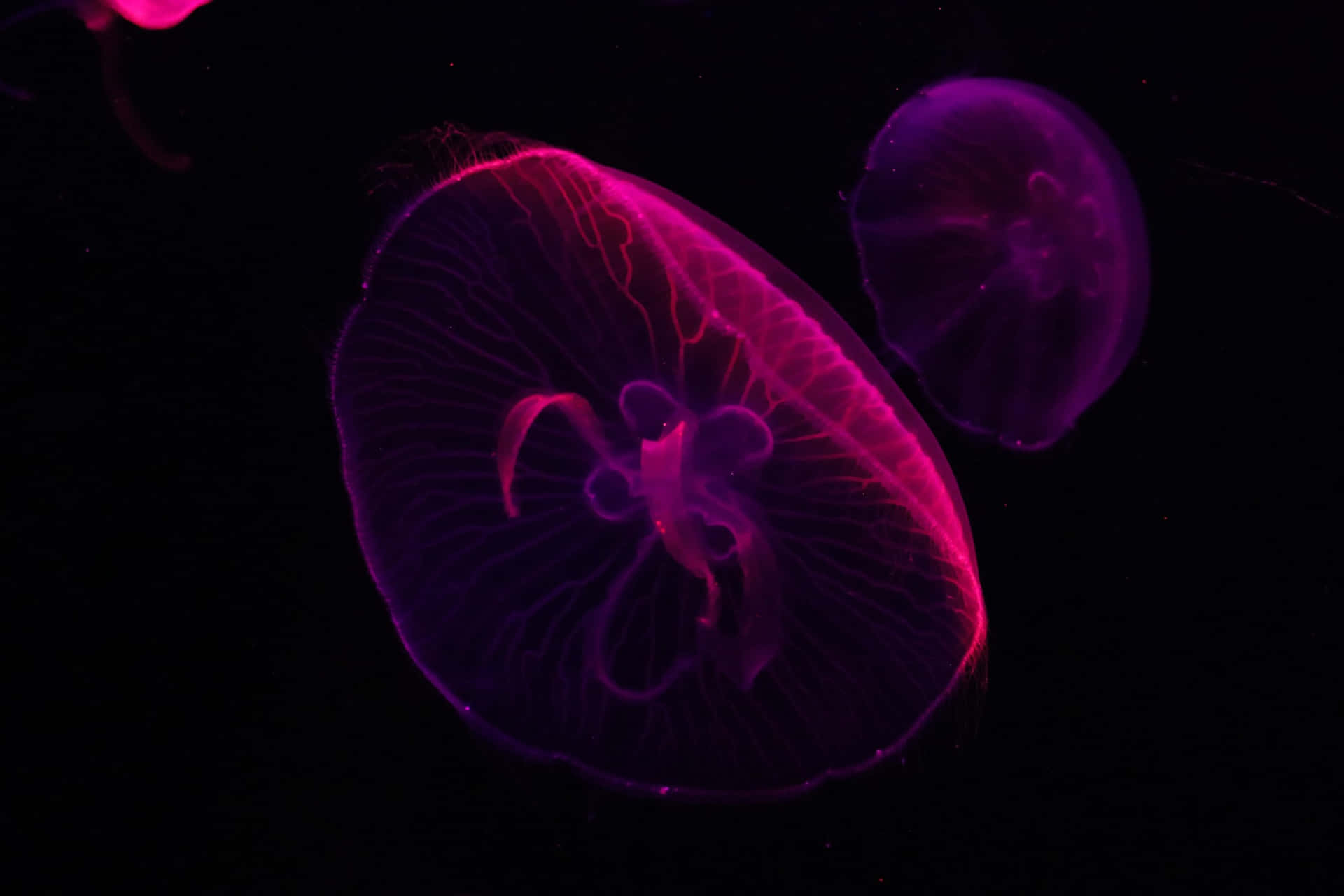 Glowing Jellyfish Underwater Wallpaper