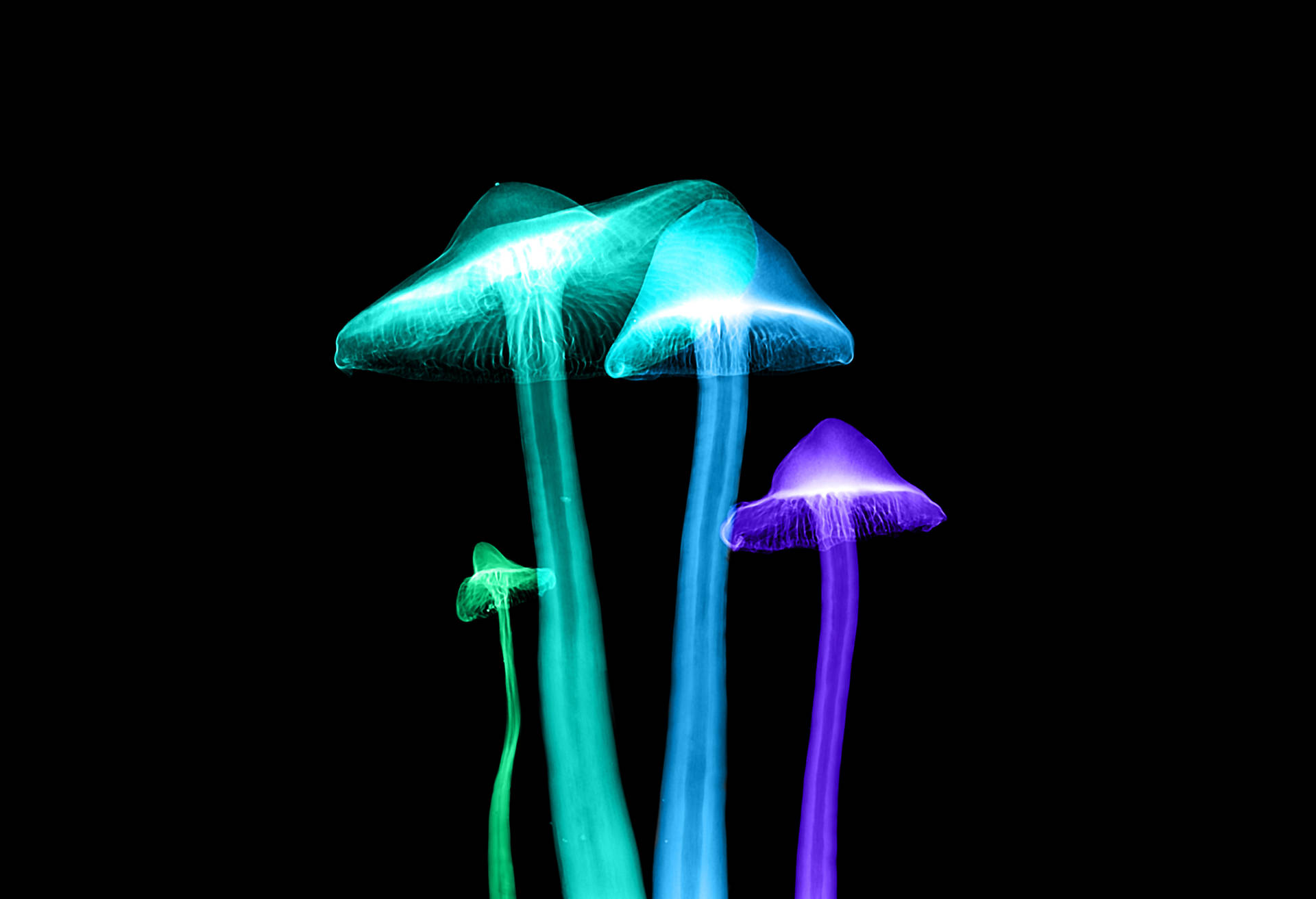 Einewunderschöne Darstellung Leuchtender Pilzlampen. Wallpaper