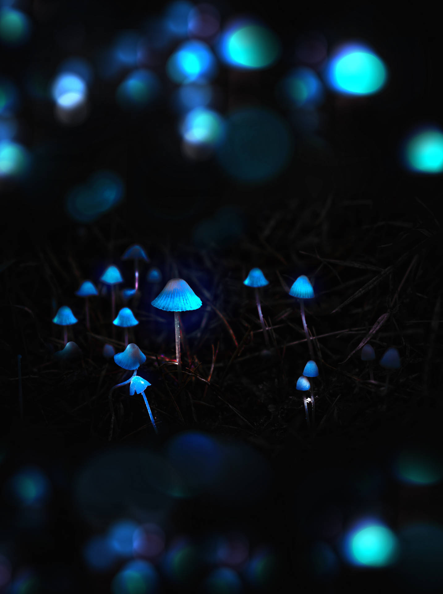 Glowing Mushroom in a Misty Forest Wallpaper