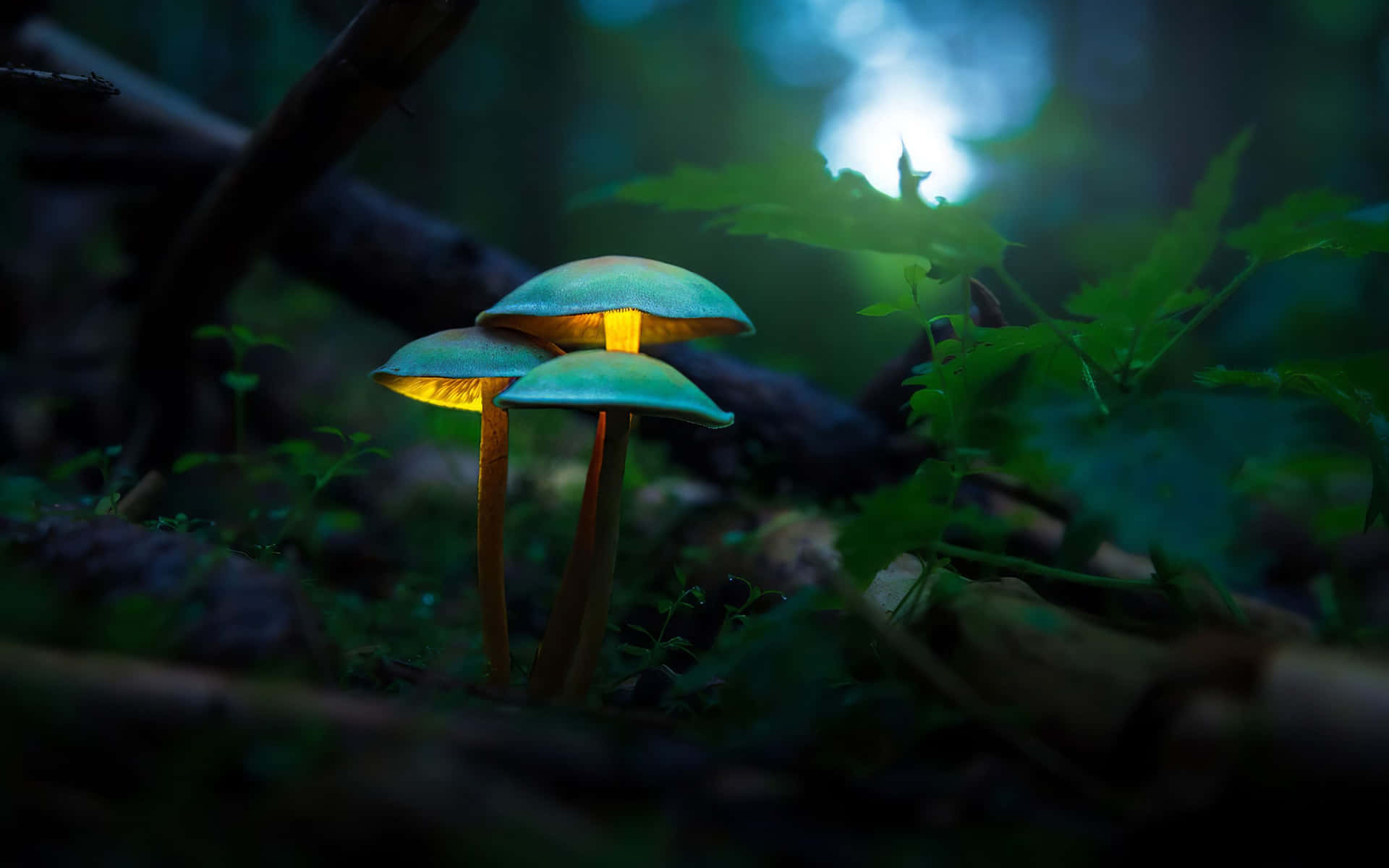 Glowing Mushroomsin Forest Night Wallpaper