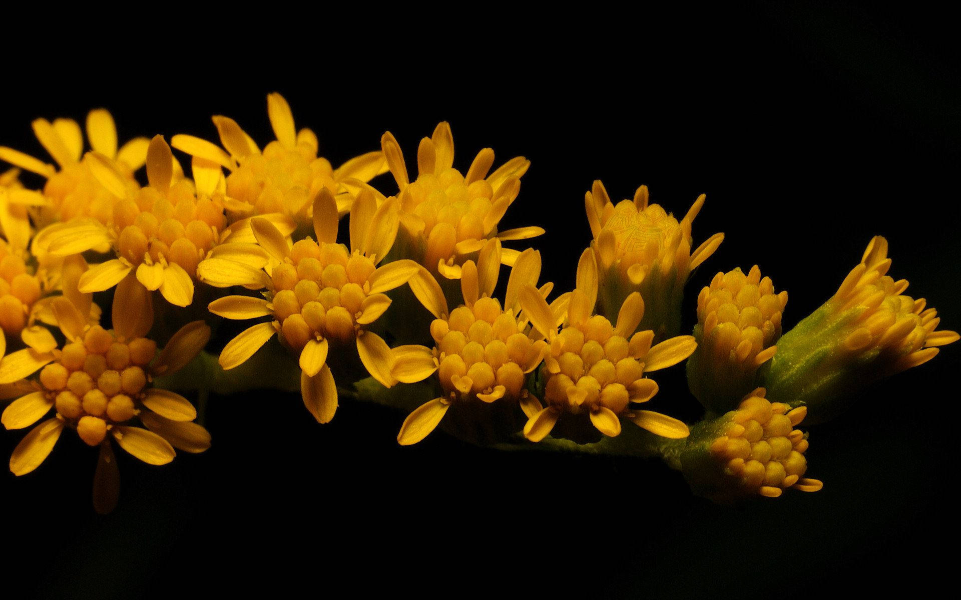 Fond Abstrait Jaune Néon Lumineux Fond d'écran