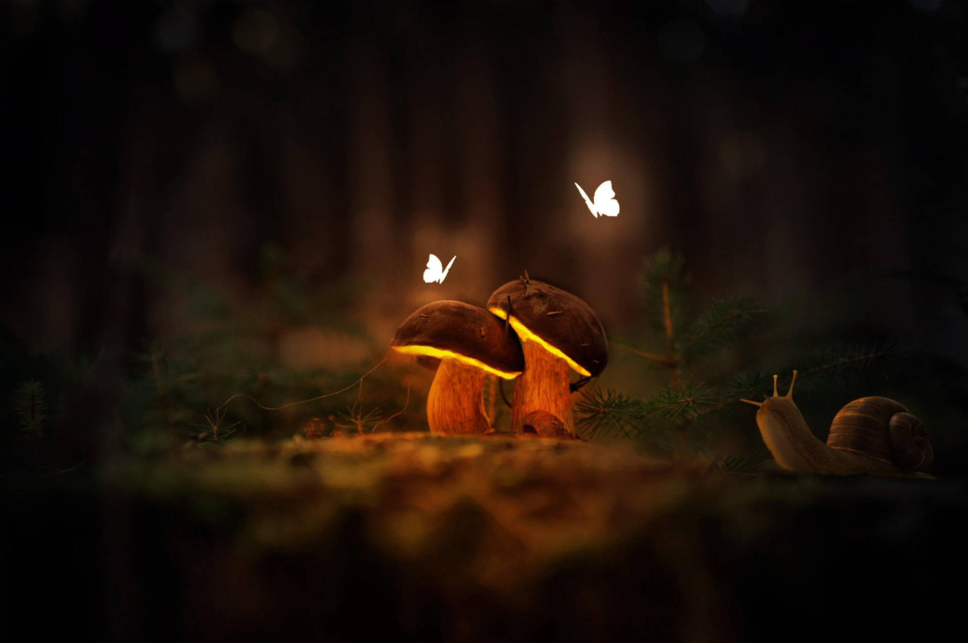 Glowing Night Butterfly And Mushrooms Wallpaper