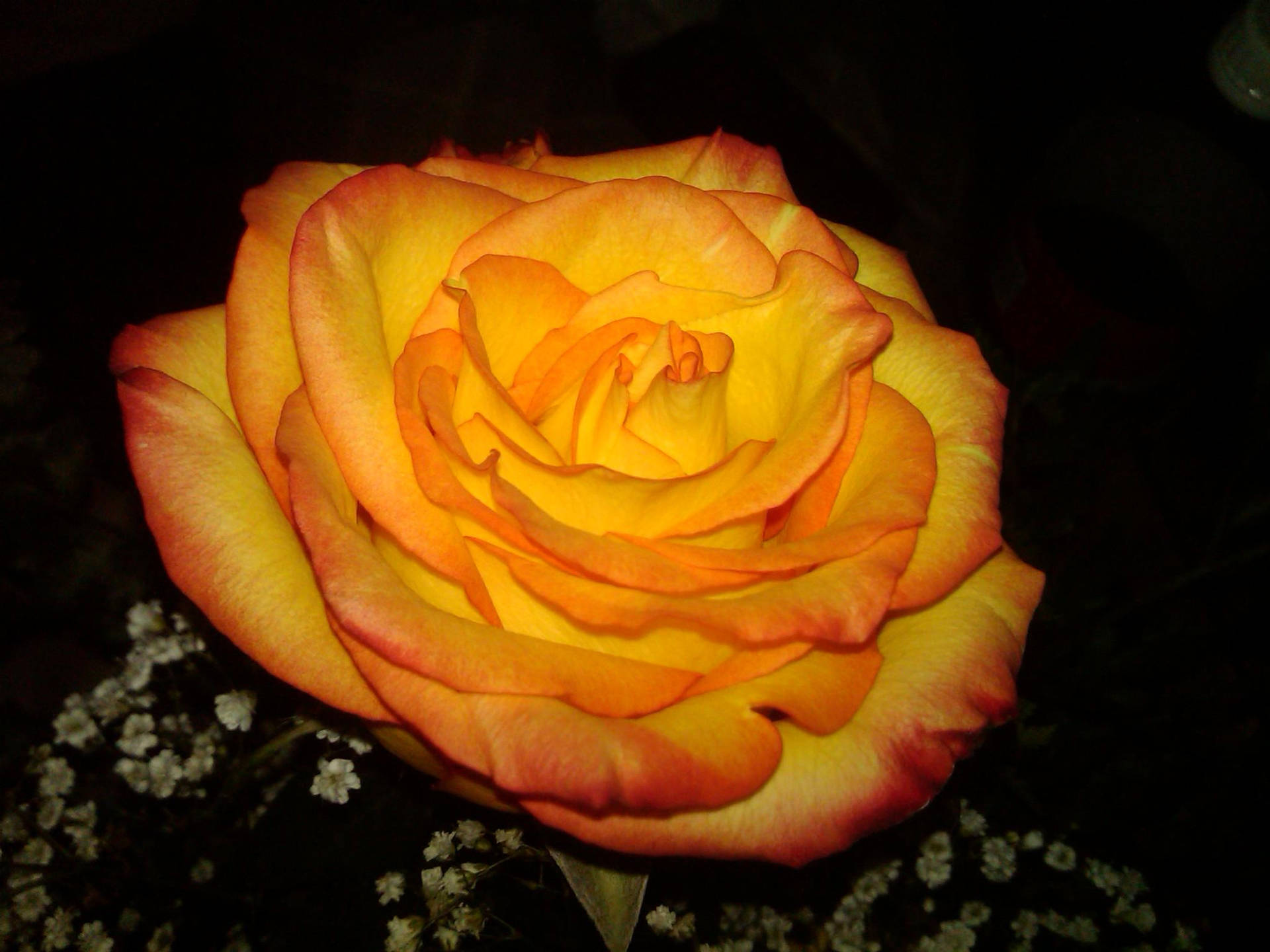 Leuchtendeorange Und Gelbe Rose Wallpaper