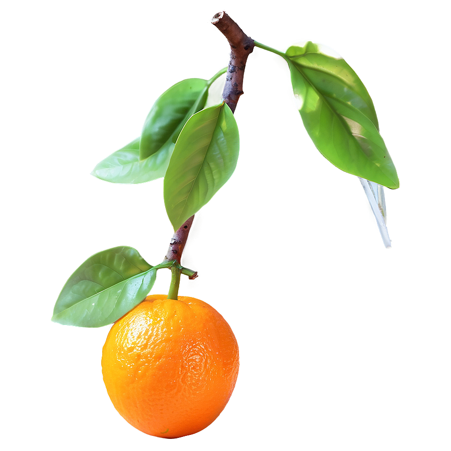 Glowing Orange Fruit Png Kys PNG