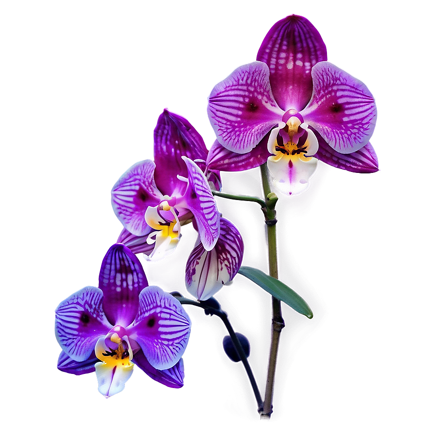 Glowing Orchid Png Bdv PNG