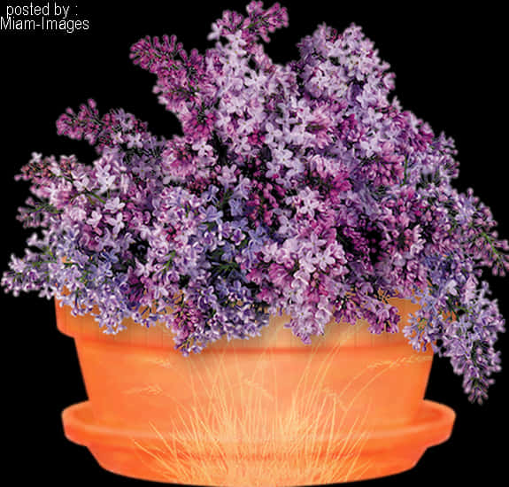 Glowing Pot Purple Flowers PNG