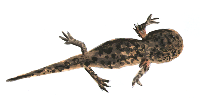 Glowing Salamanderin Darkness PNG